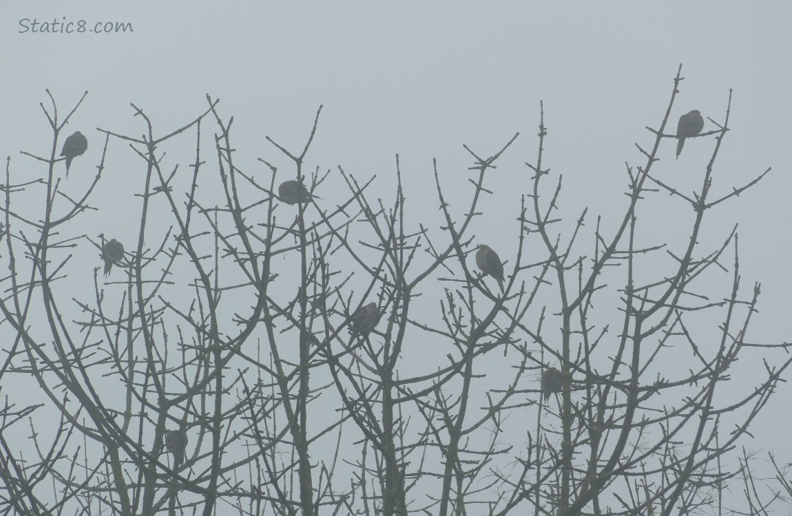 Foggy doves standing in a winter bare tree