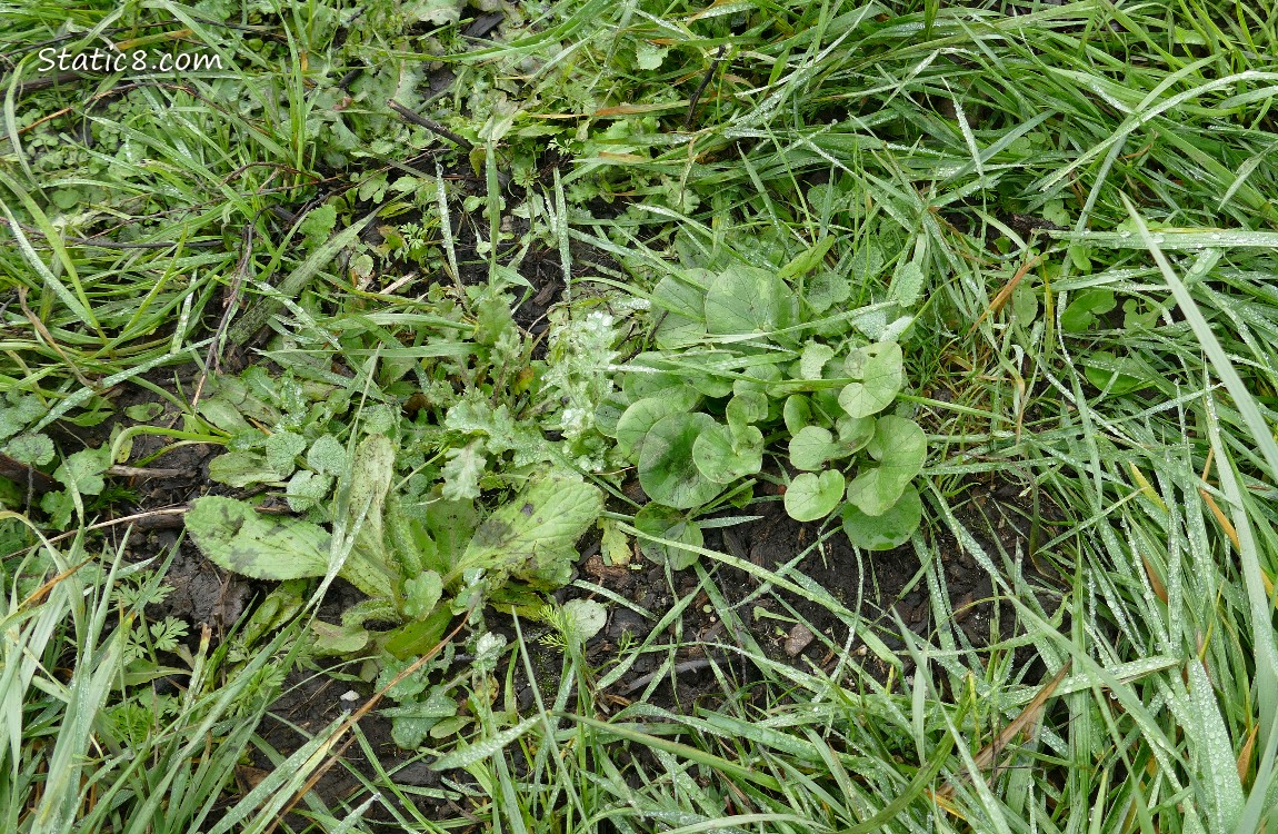 Lesser Celandine and several other weeds, growing in thick grass