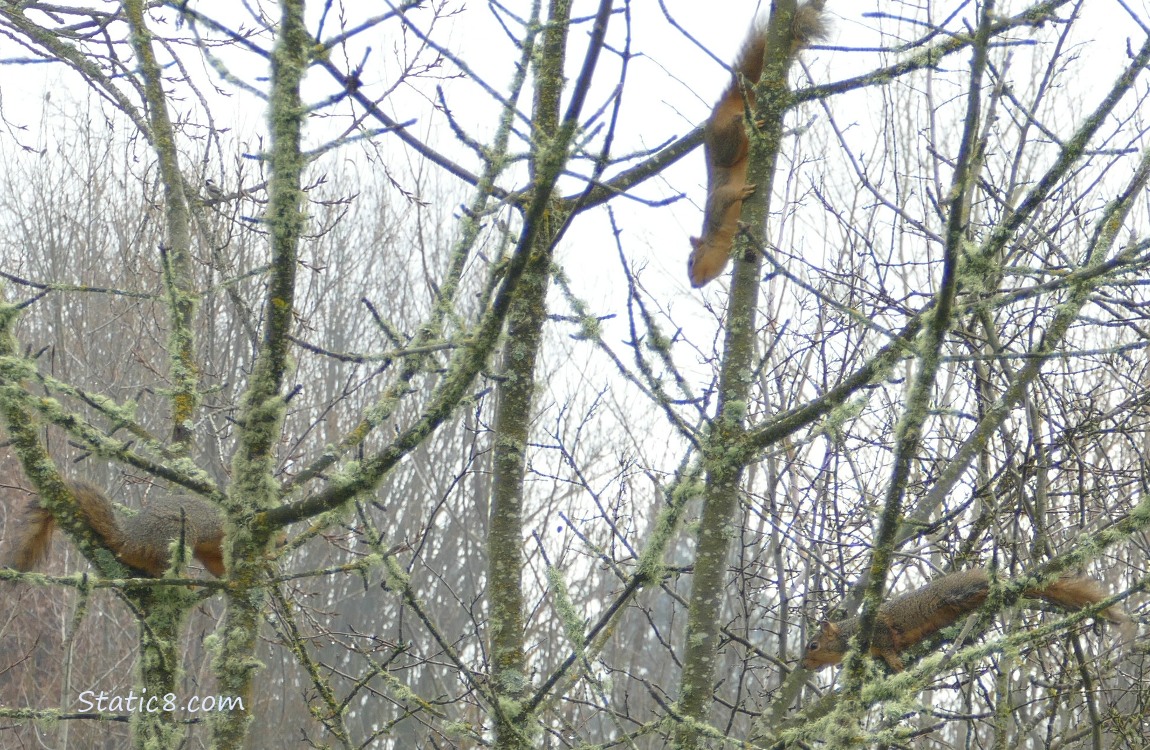 Five Squirrels bouncing in a winter bare tree