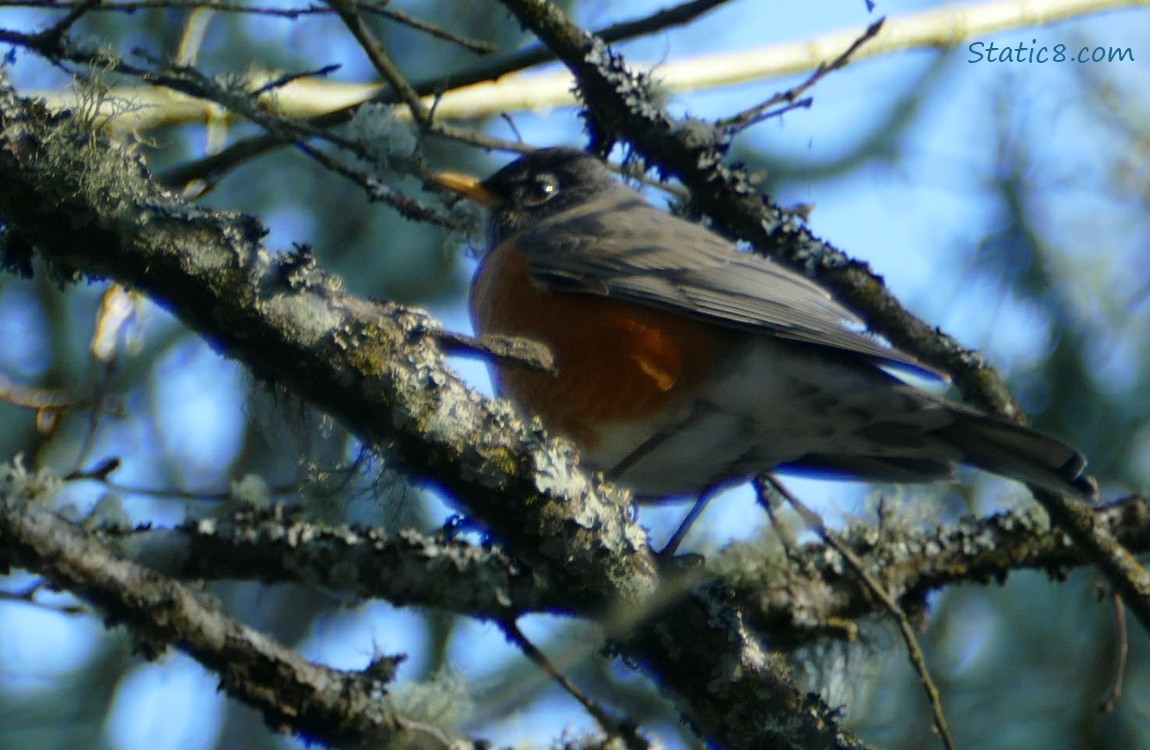 American Robin standing on a mossy branch