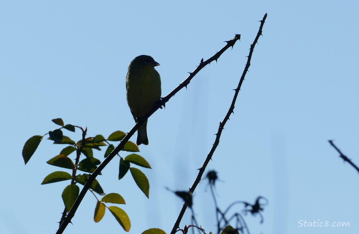 Silhouette of a Goldfinch standing on a thorny rose branch