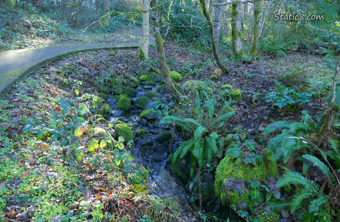 paved path next to a waterfall in the forest