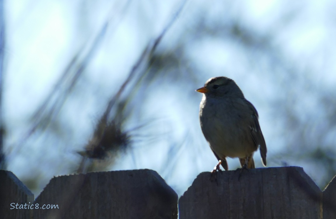 Silhouette of a White Crown Sparrow