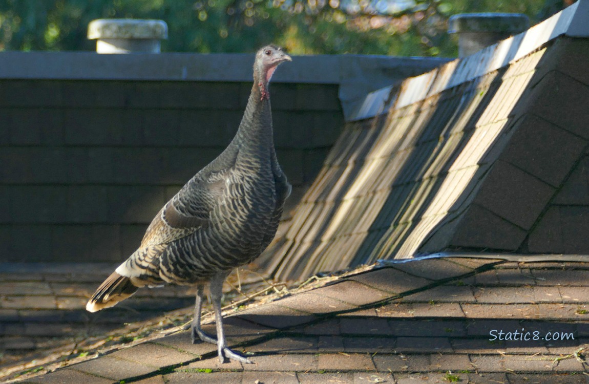Wild Turkey walking on the roof of a house