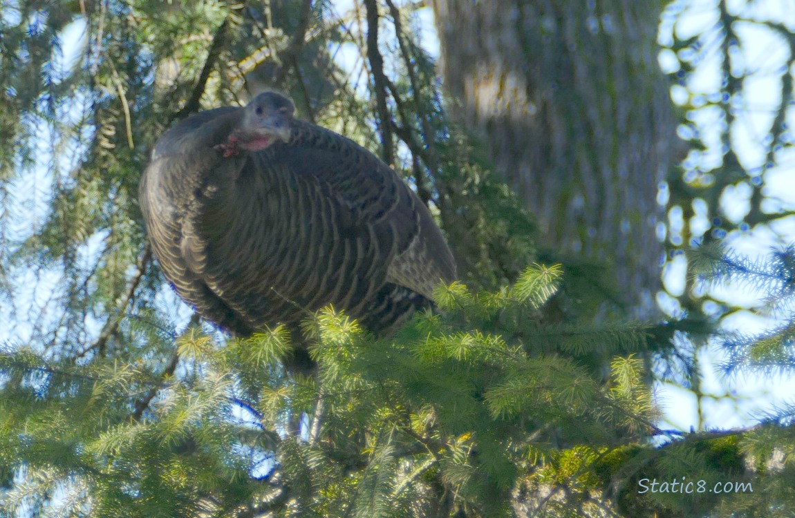 Wild Turkey standing in a fir tree