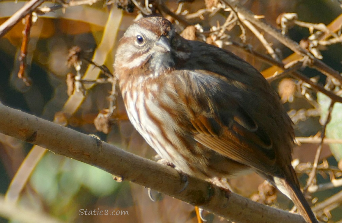 Song Sparrow standing on a stick, looking at the camera