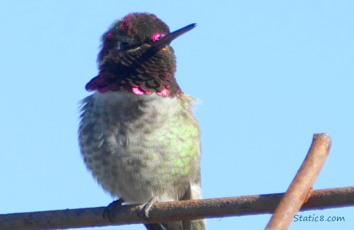 Anna Hummingbird standing on a wire trellis