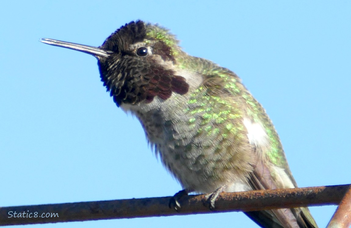 Anna Hummingbird singing from a wire trellis
