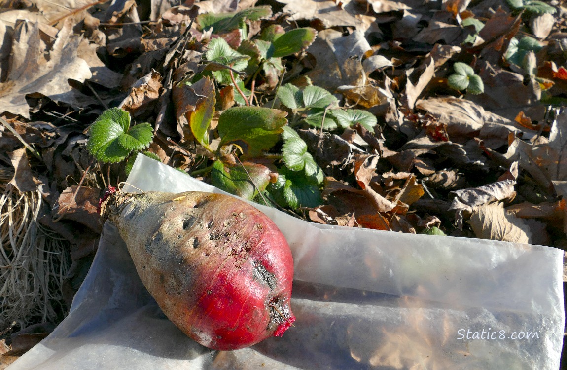 Harvested Beet on a ziplock bag with strawberry plants in the background