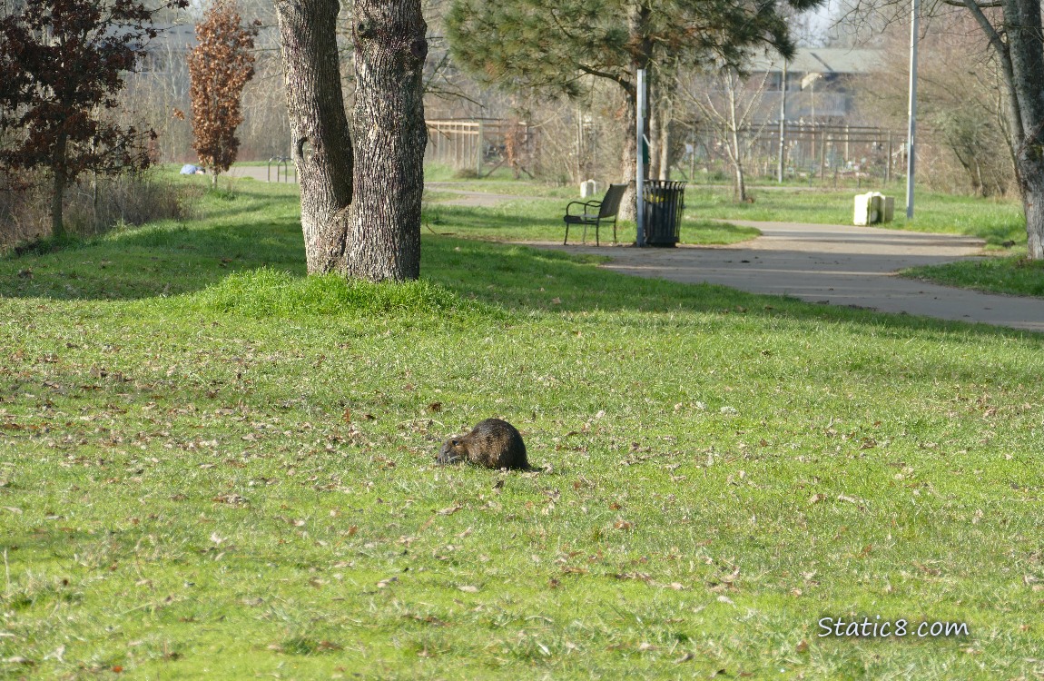 Nutria walking in the grass, with the Community Garden and a bench in the distance