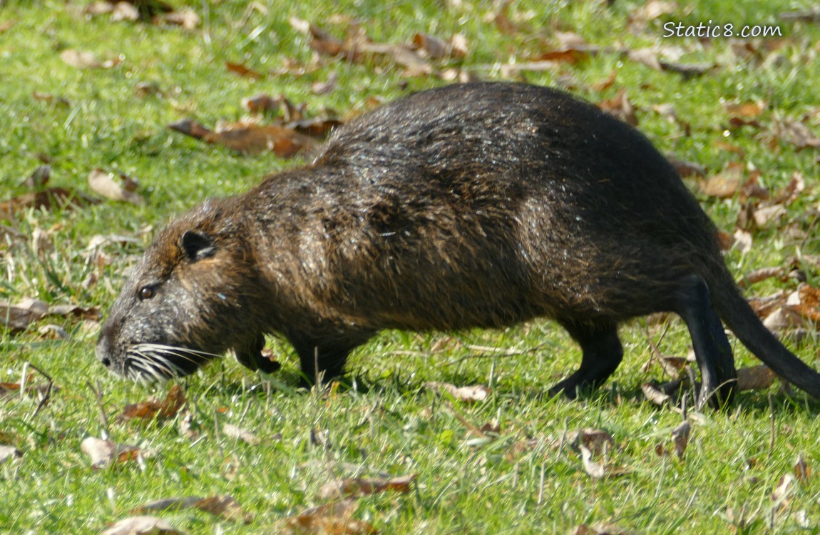 Nutria walking in the grass