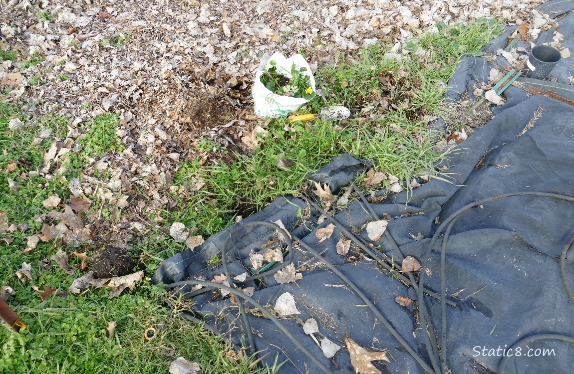 Bagged Lesser Celandine next to a tarped area