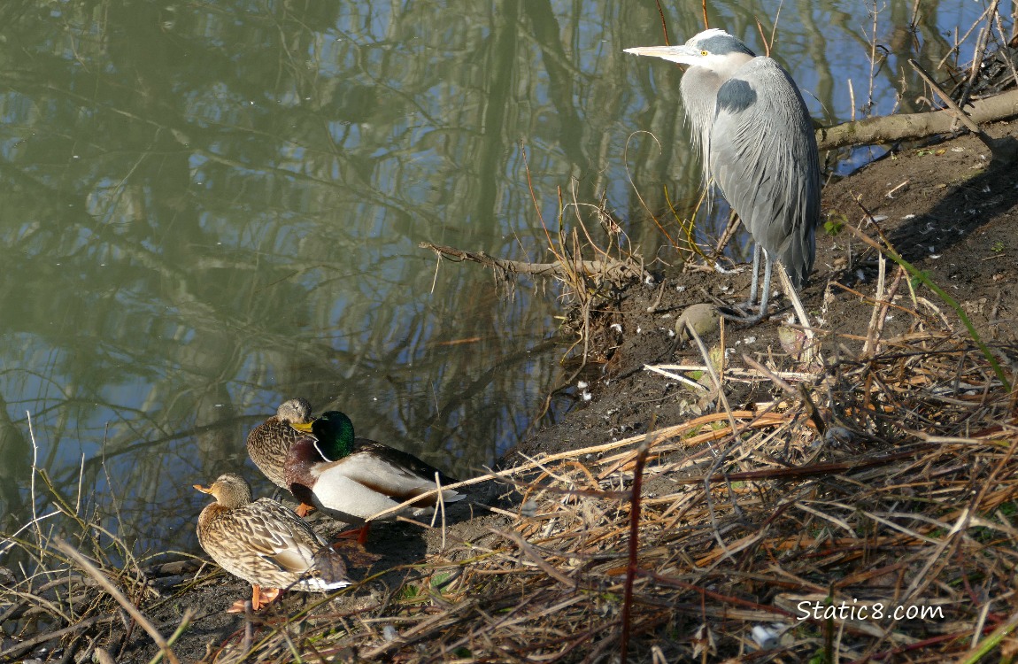 Great Blue Heron standing on the bank with some napping Mallards