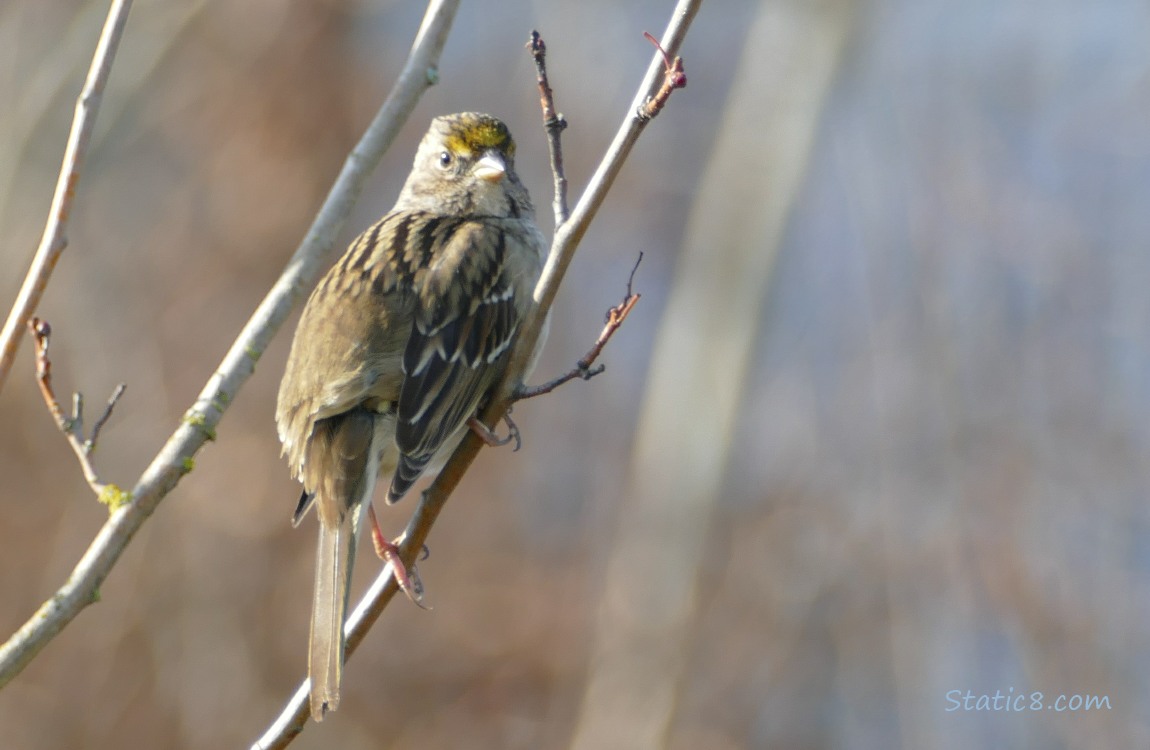 Golden Crown Sparrow standing on a twig