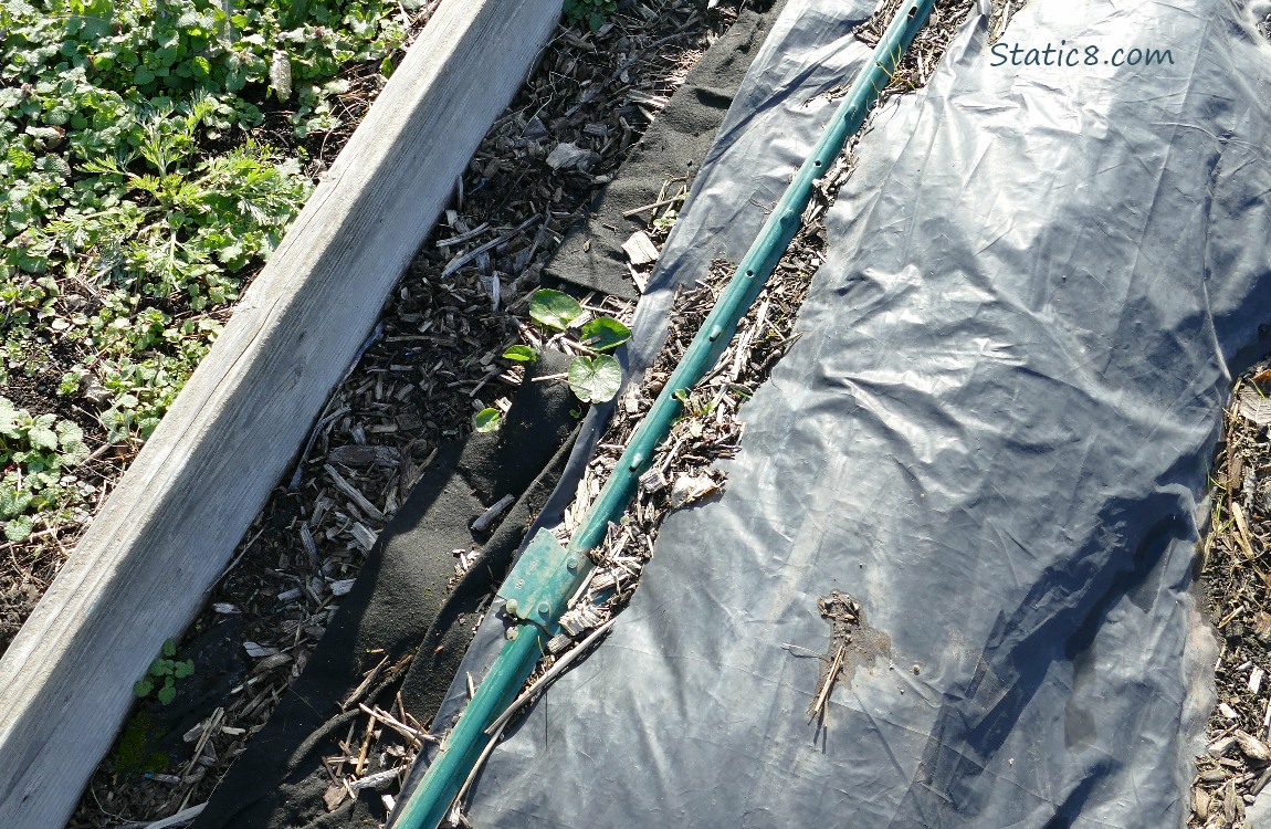 Raised bed next to a tarp covered garden plot, with a clump of Lesser Celandine growing between them