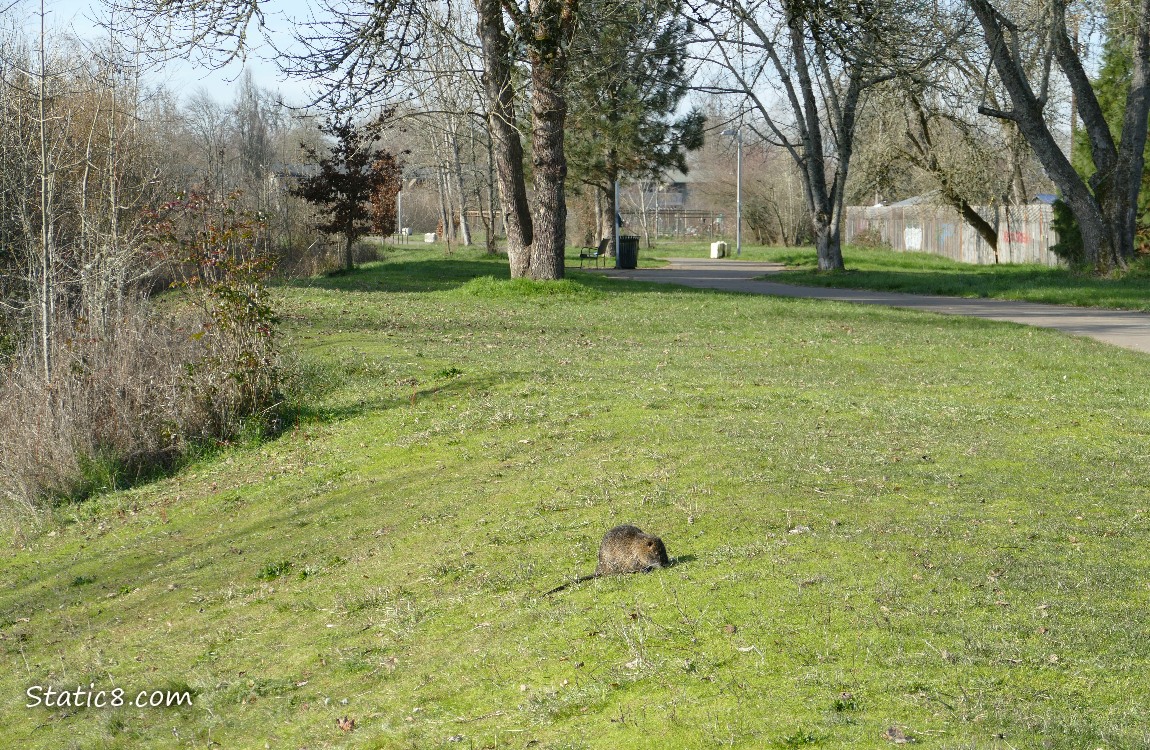 Nutria sitting in the grass next to a paved path
