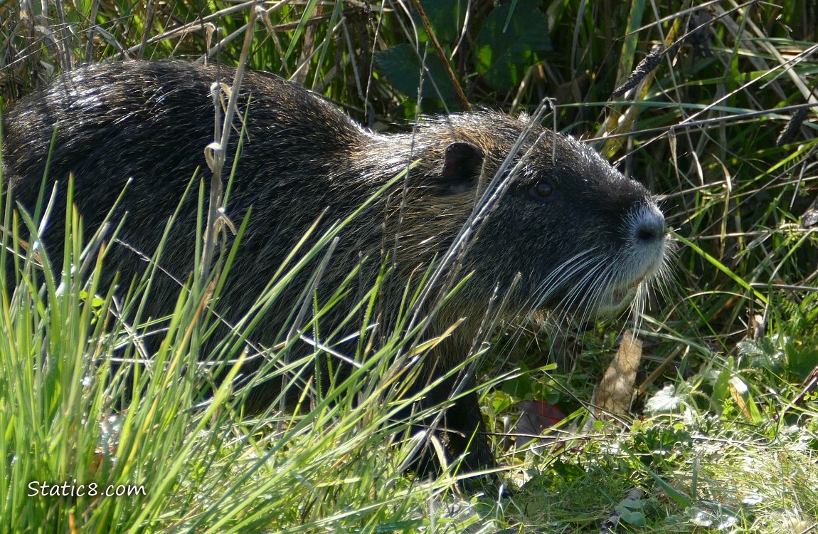 Nutria looking from the tall grass