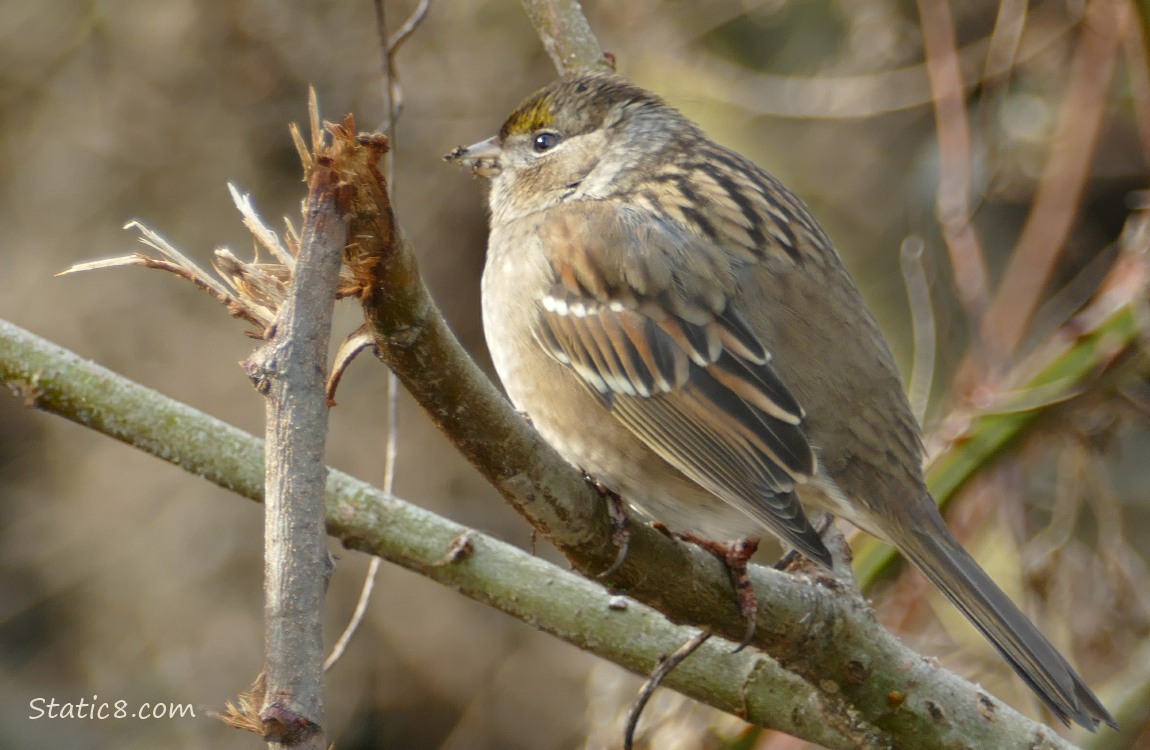 Golden Crown Sparrow standing on a twig