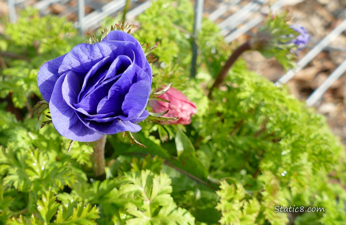 Purple Japanese Anemone bloom, not quite open
