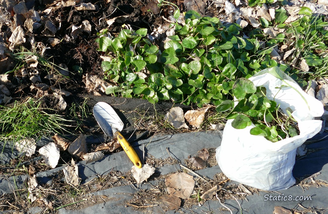 a bag of dug up Lesser Celandin next to a small hand spade