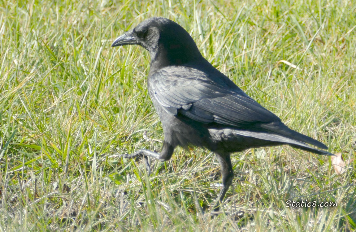 Crow walking in the grass