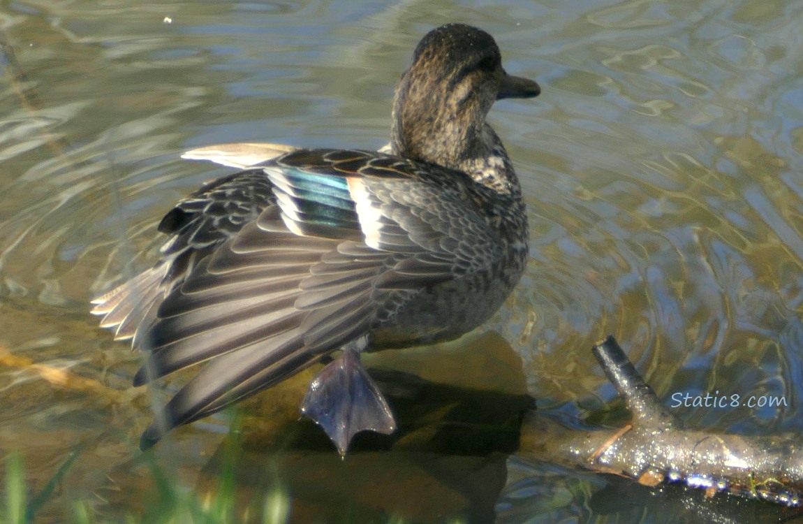 Female Green Wing Teal stretching her foot out