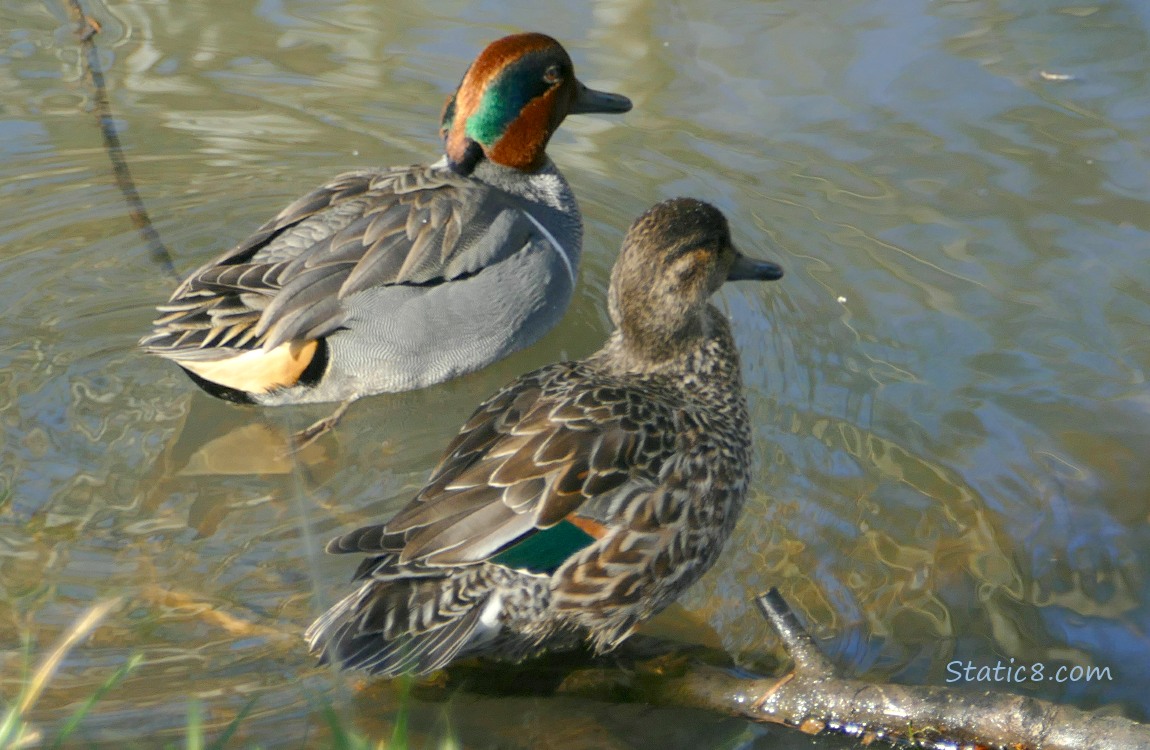 Pair of male and female Green Wing Teals near a branch in the water