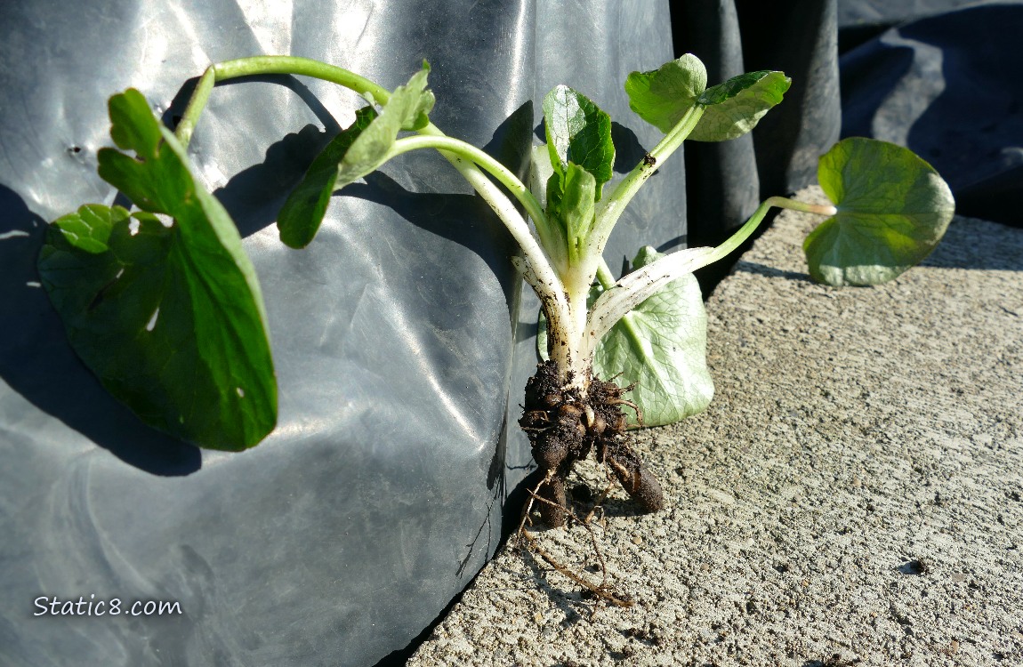 Lesser Celandine with tubers