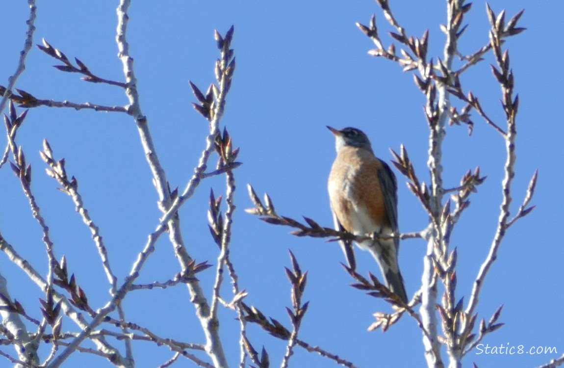 American Robin standing in a winter bare tree, in front of a blue sky