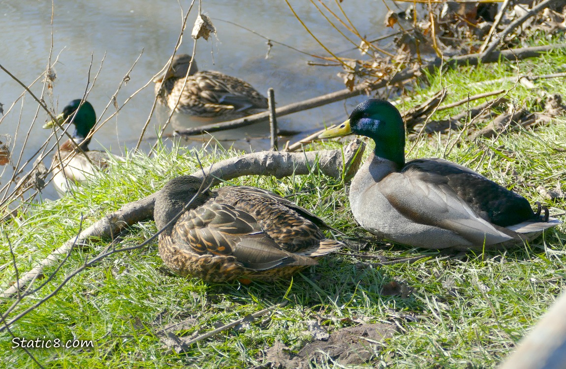 A pair of Mallards sitting on the grassy bank, with a pair of Mallards in the water in the background