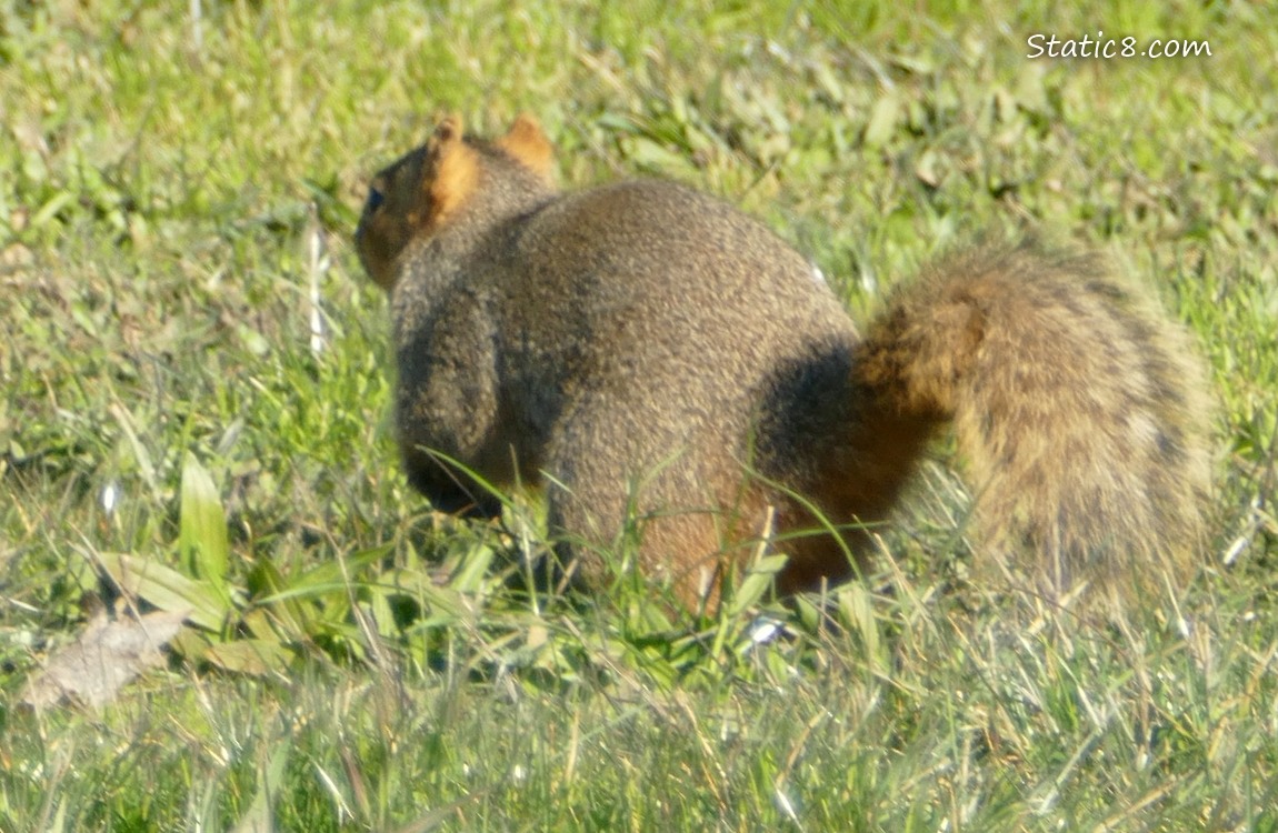 Squirrel in the grass, running away