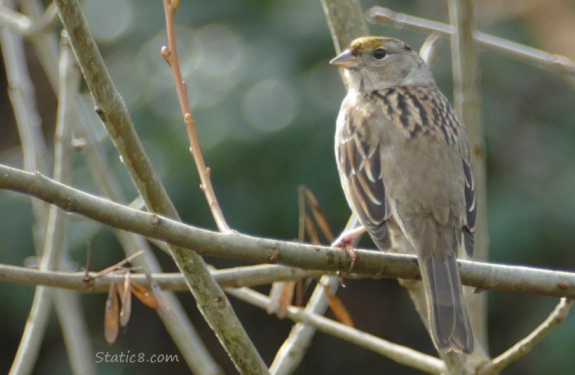 Golden Crown Sparrow standing among sticks
