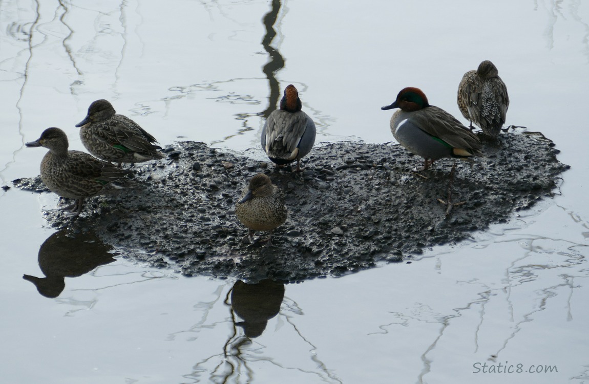 Six Green Wing Teals standing and sitting on a tiny island in the creek