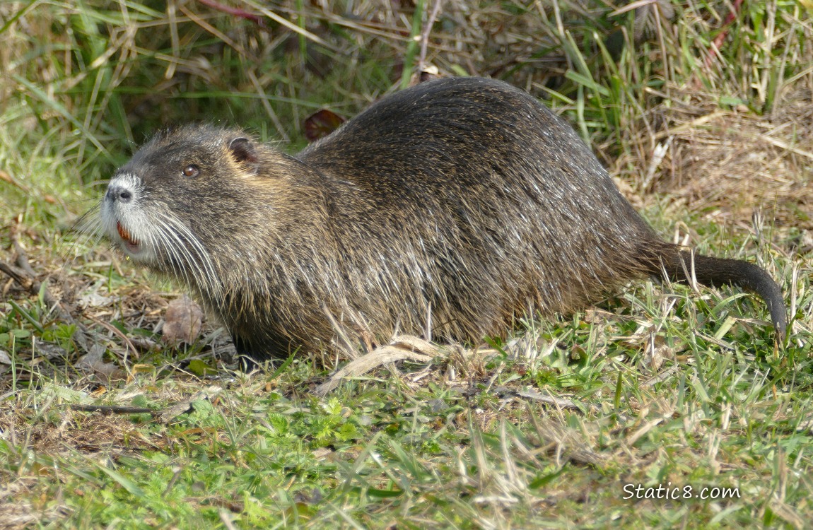 Nutria standing in the grass