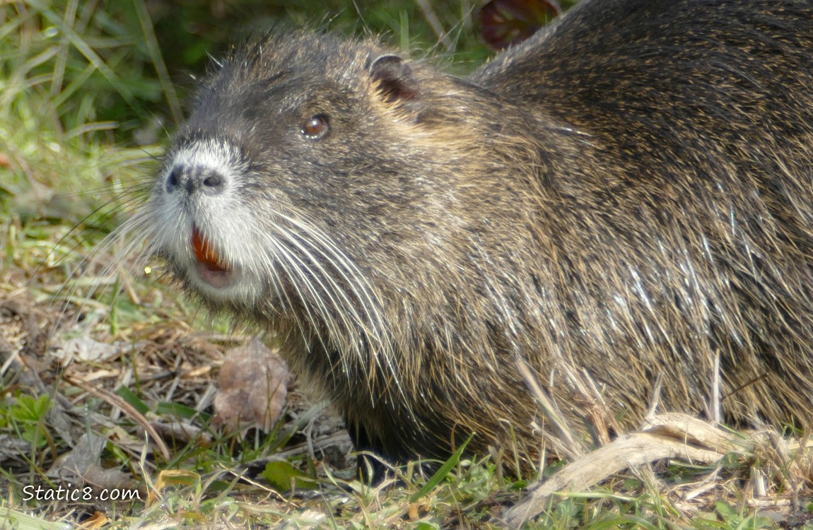 Close up of a Nutrias face