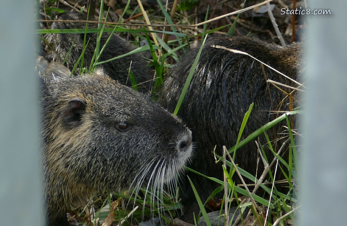 Nutria looking between the rails of a metal fence