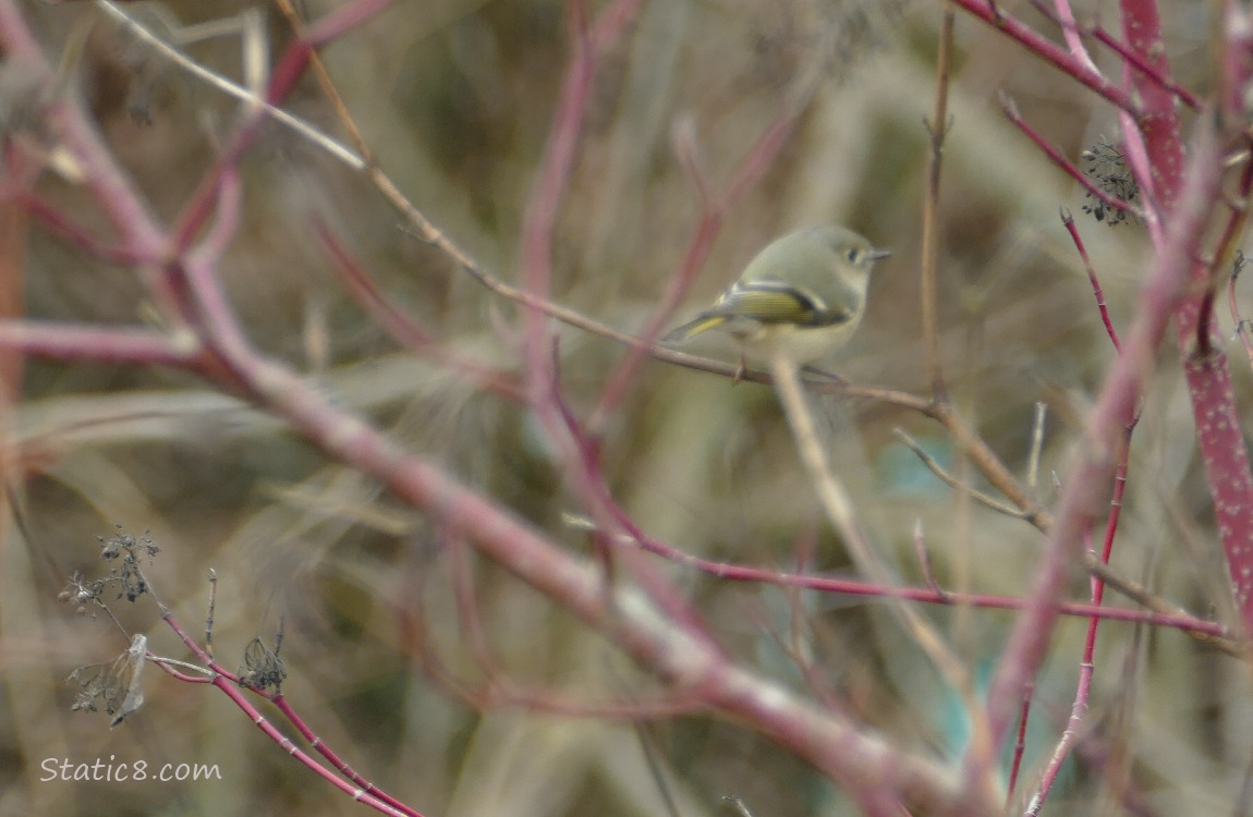 Ruby Crown Kinglet past some winter bare sticks