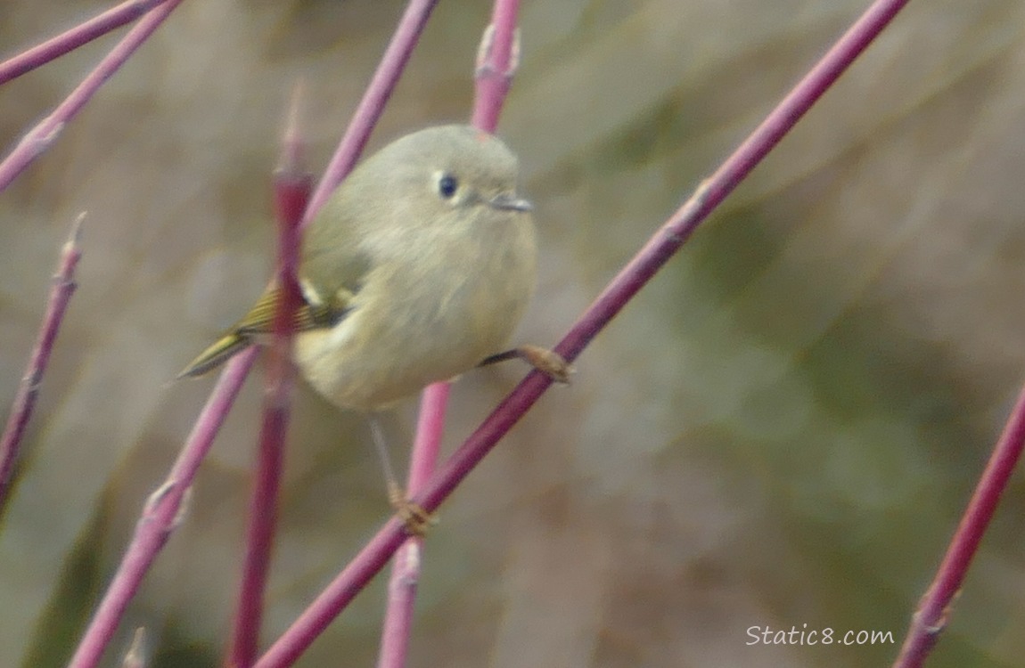 Ruby Crown Kinglet standing on a winter bare twig
