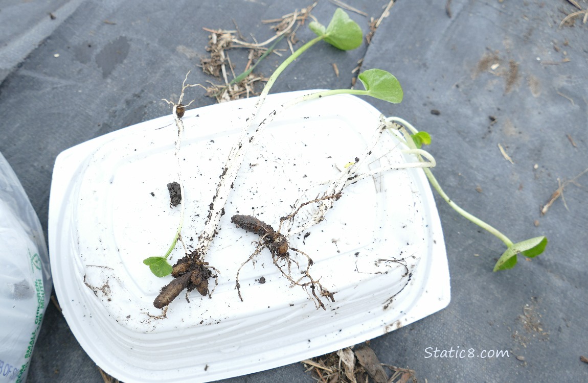 Pulled up Lesser Celandine plants with their roots