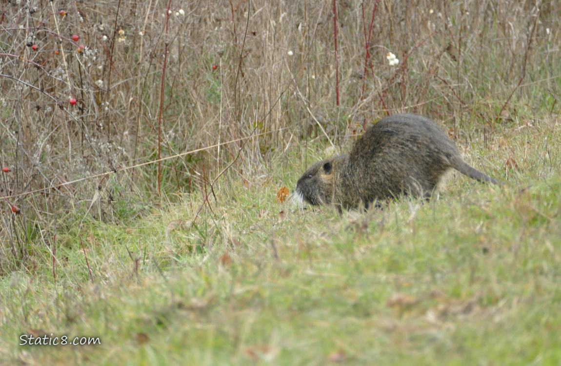 Nutria walking down a grassy bank
