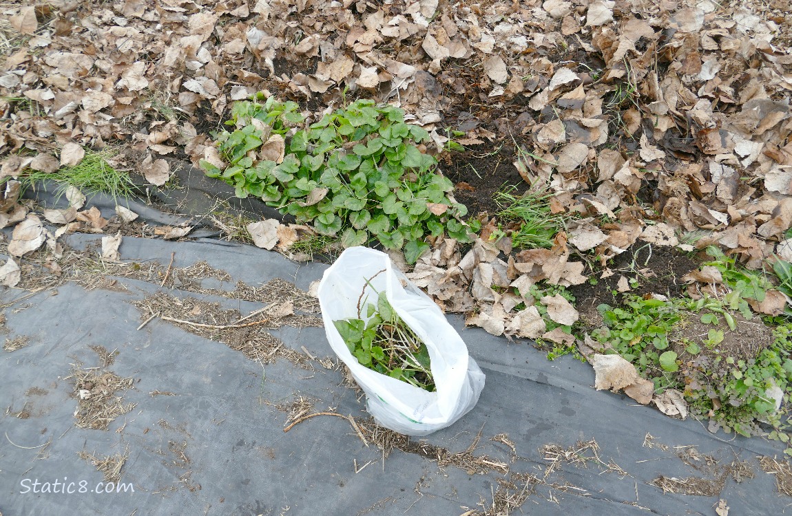 Garden plot with weeds along a black tarp