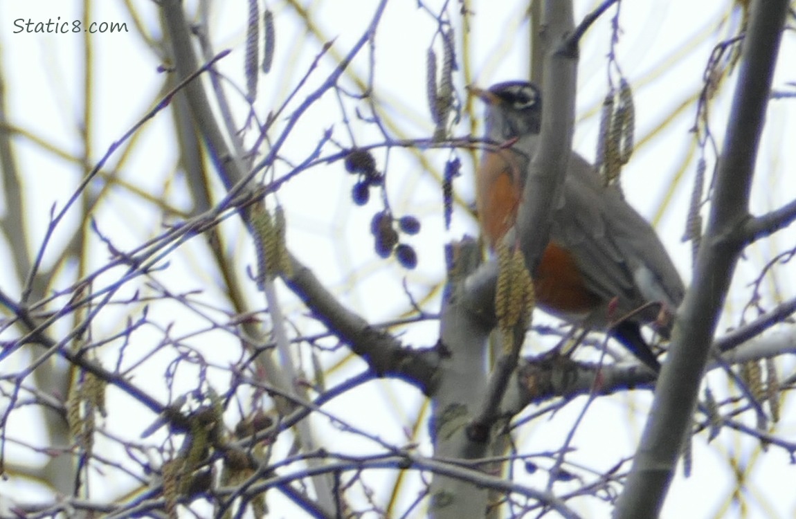 American Robin in a Alder tree with catkins
