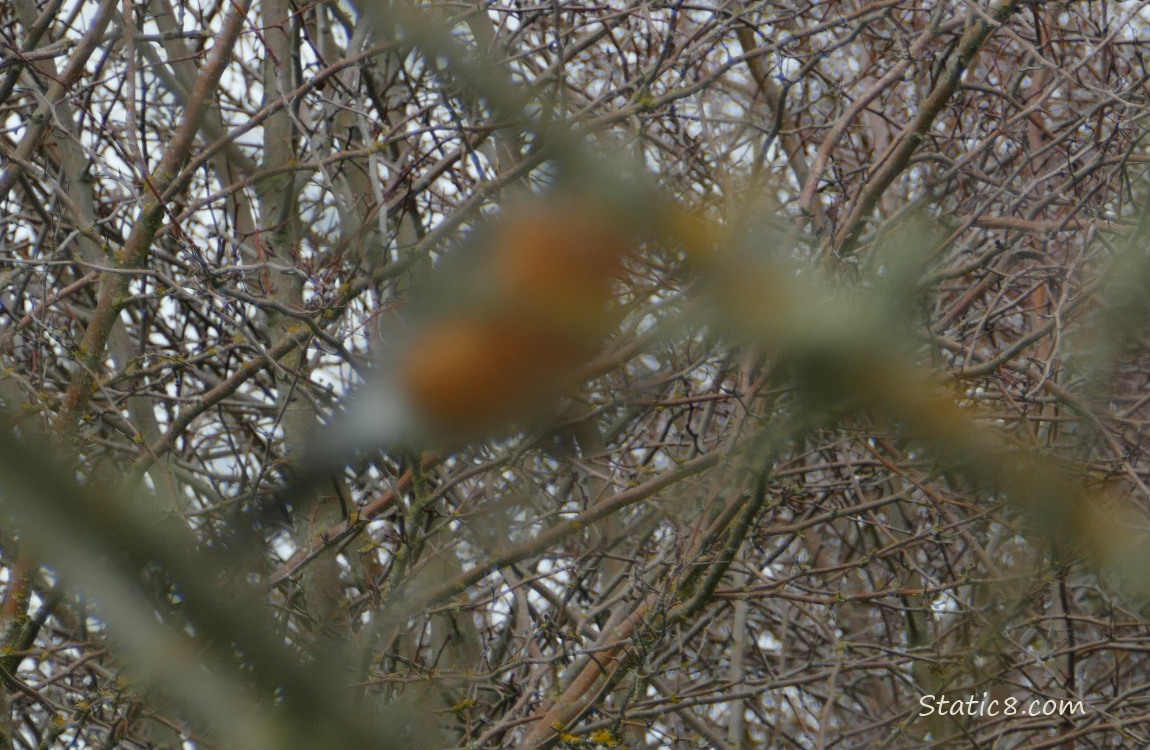 Blurry Robin surrounded by stickes