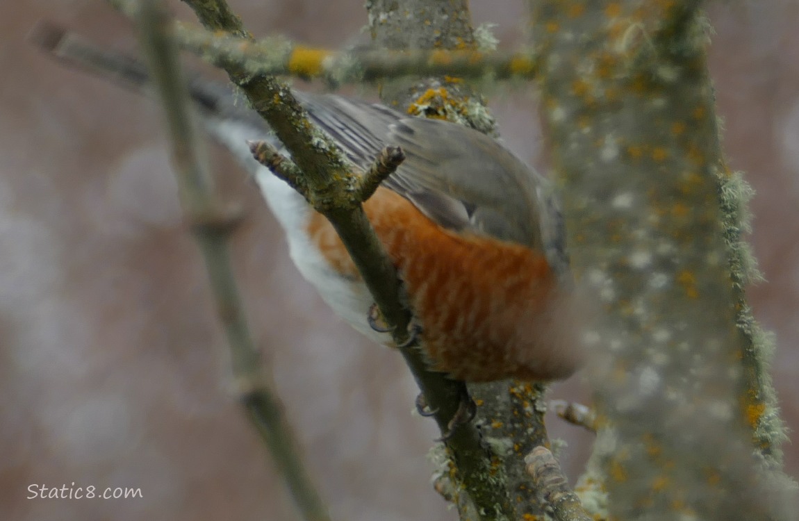 Robin standing on a twig