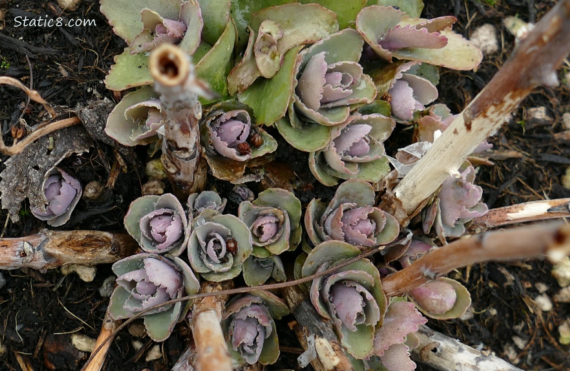 Unknown plant growing buds at the base