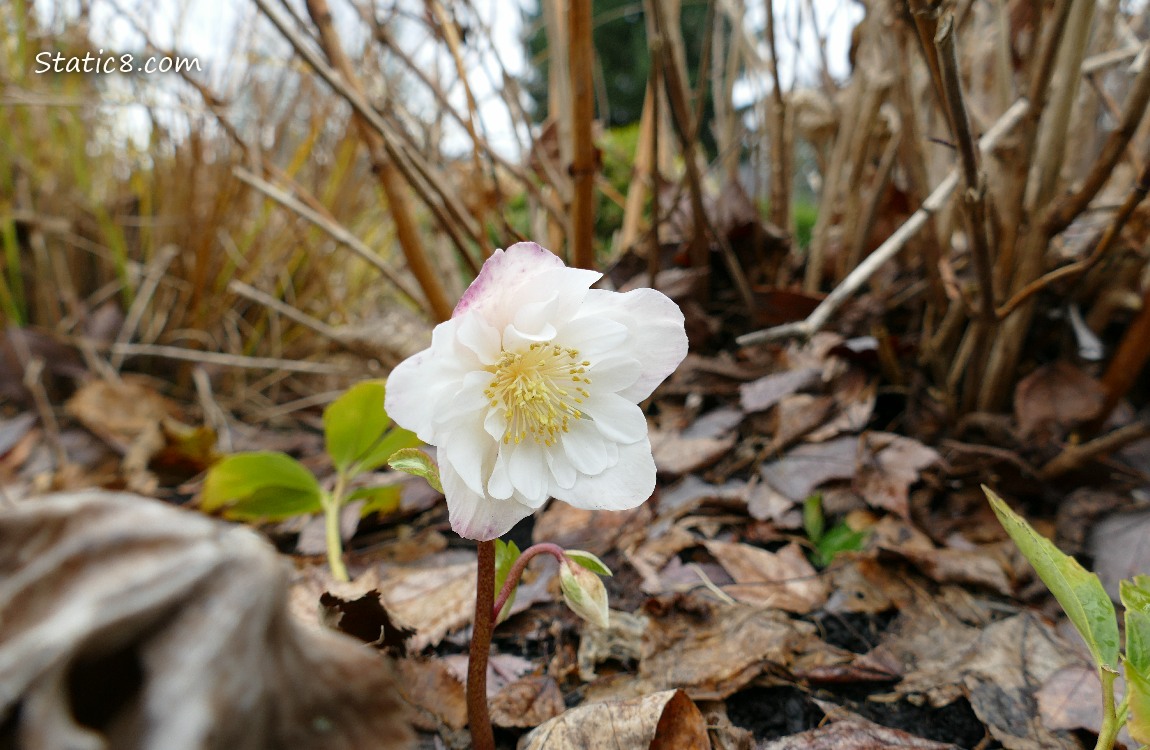 White Lenten Rose surrounded by dead plants