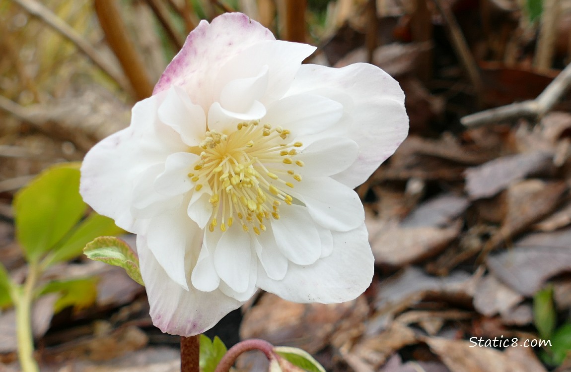 Close up of the white Lenten Rose