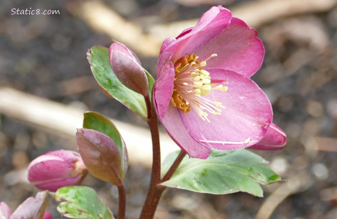 Pink Lenten Rose bloom