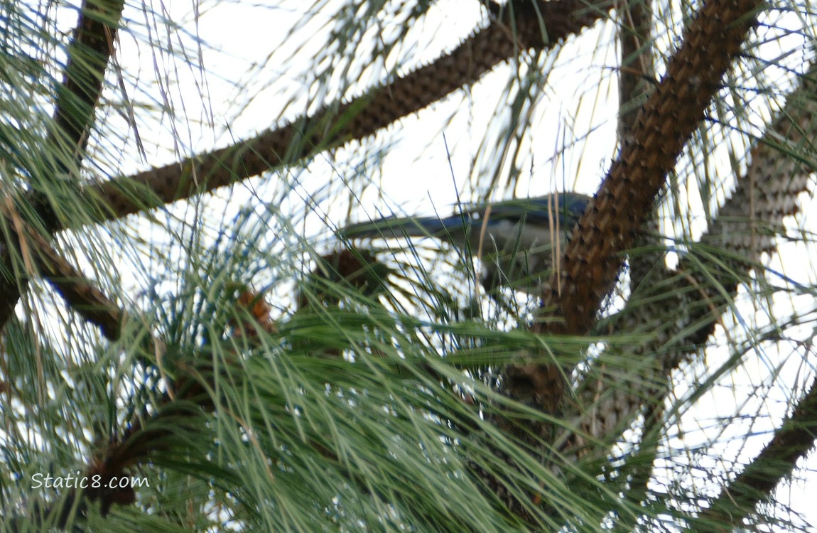 Scrub Jay bouncing away in a pine tree