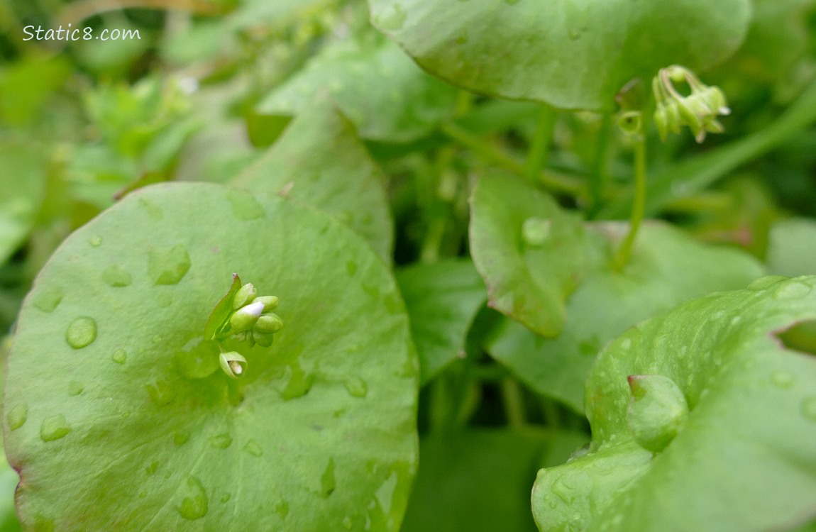 Close up of Miners Lettuce leaves and a flower bud